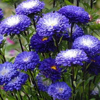 Астра Мацумото Белая с синим краем