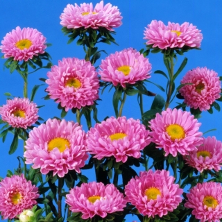 Астра Мацумото Розовая