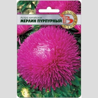 Астра Мерлин Пурпурный