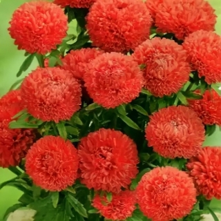 Астра Монпансье Красная