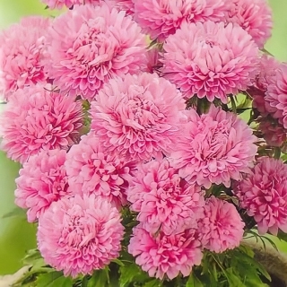 Астра Монпансье Розовая