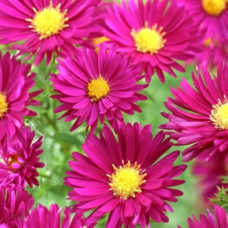 Астра Малиновые облака (Ново-английская)