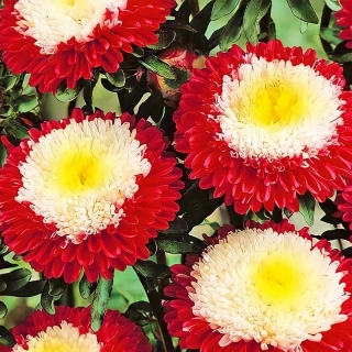 Астра Пампушка Клубника со сливками