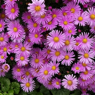 Астра Розовая (альпийская)