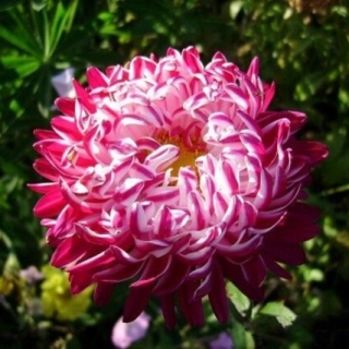 Астра Седая Дама Красная (карликовая)