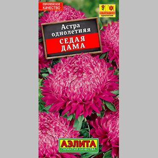Астра Седая дама