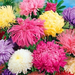 Астра Смесь сортов