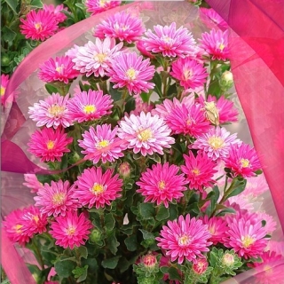 Астра Трубадур Брайт Ред