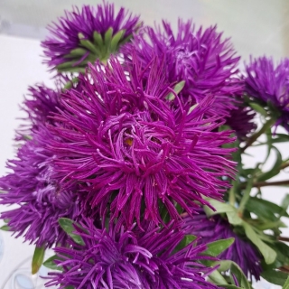 Астра Василиса прекрасная