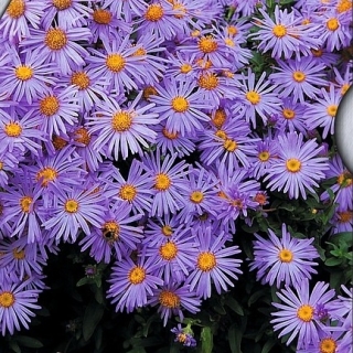 Астра Виолет Блю Голубоватая (альпийская)