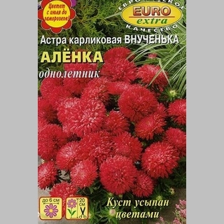 Астра Внученька Алёнка