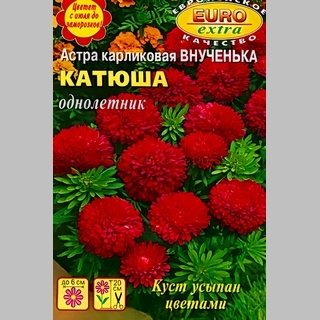 Астра Внученька Катюша