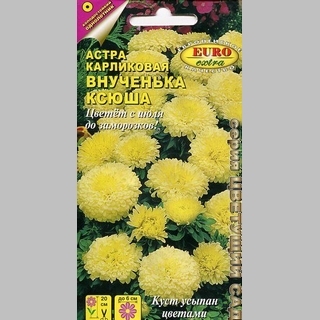 Астра Внученька Ксюша