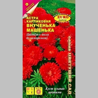 Астра Внученька Машенька