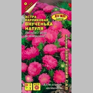 Астра Внученька Натуля