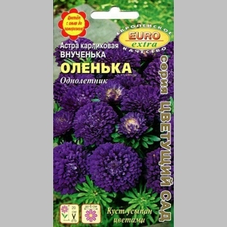 Астра Внученька Оленька