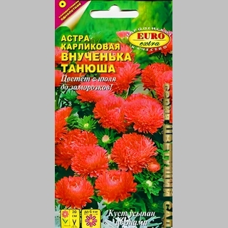 Астра Внученька Танюша