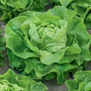 Салат Аттракцион кочанный