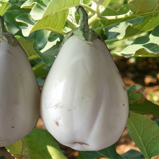 Баклажан Яйца Динозавра F1