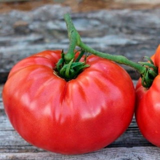 Томат Авентюняй