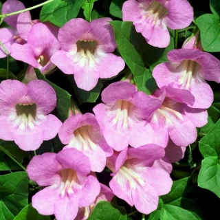 Азарина Розовая Лавина