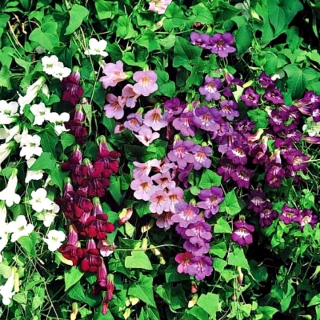 Азарина лазающая Смесь