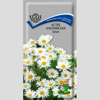 Астра Белая (альпийская)