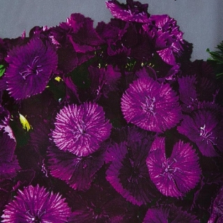 Гвоздика Фиолетовая гора (турецкая)