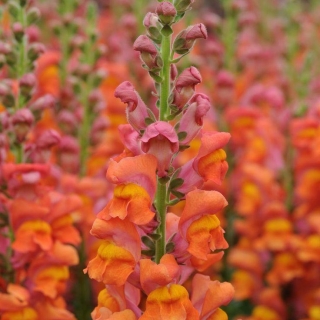 Антирринум Золото инков (Львиный зев)