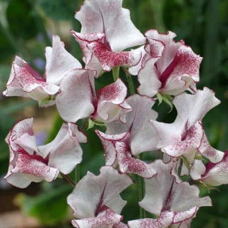 Горошек Шоколадный крем душистый