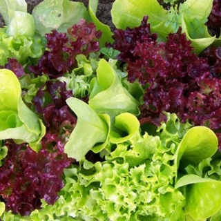 Бэби салат Бургундия смесь