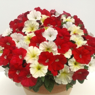 Петуния Бэби Джоконда Саммертайм (Семена Профи)