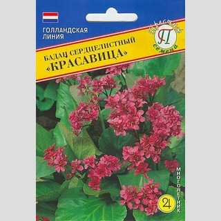 Бадан Красавица сердцелистный