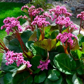 Бадан Красная звезда сердцелистный