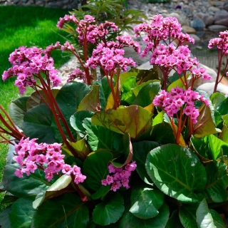 Бадан Шушайн Розе сердцелистный