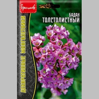 Бадан Толстолистный (большой пакет)