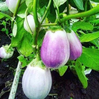 Баклажан Кабанчик