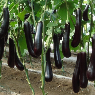 Баклажан Яваракай F1