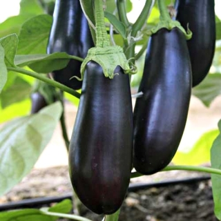 Баклажан Дружная семейка