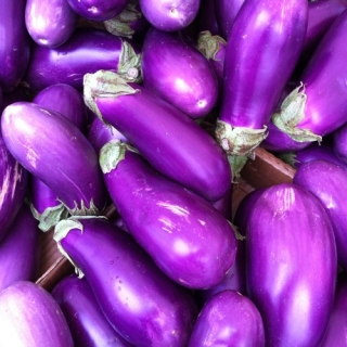 Баклажан Голубь сизокрылый