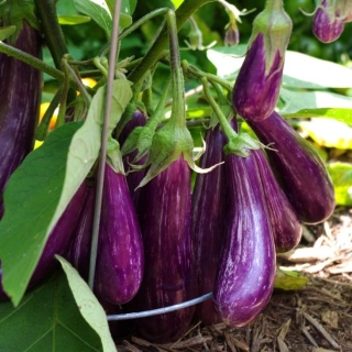 Баклажан Ча-ча-ча F1