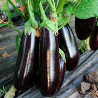 Баклажан Чудо гроздья