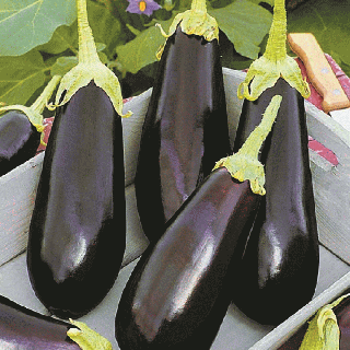 Баклажан Фиолетовое чудо F1