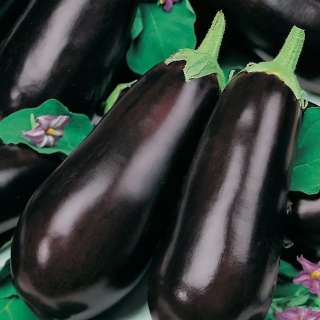 Баклажан Топтыгин F1