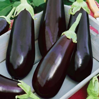 Баклажан Вера