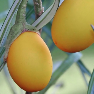 Баклажан Золотое яйцо комнатный