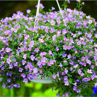 Бакопа Блутопия