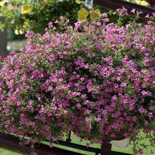 Бакопа Пинктопия