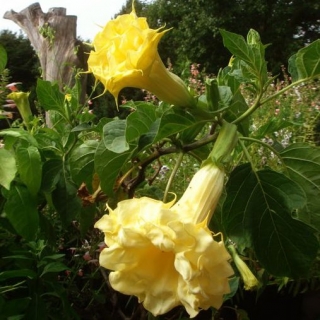 Дурман Балерина Еллоу