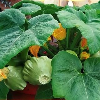 Патиссон Балморал (Огород на балконе)